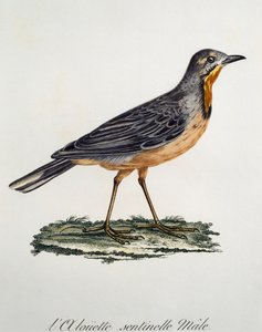 Hím Cape Longclaw (Macronyx capensis), metszet a Histoire Naturelle des Oiseaux d
