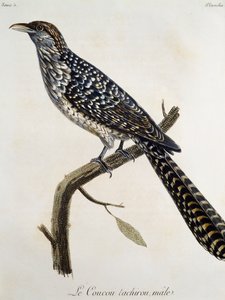 Hím Coucou tachirou, metszet az afrikai madarak természetrajzából, Francois Le Vaillant (1753-1824), Franciaország alkotó: Francois Le Vaillant