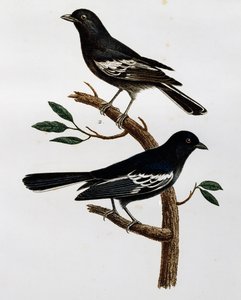Fekete cinege (Parus niger) hím és nőstény, metszet a Histoire Naturelle des Oiseaux d