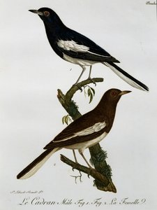 Keleti szarka-robin (Copsychus saularis) hím és nőstény, metszet a Histoire Naturelle des Oiseaux d