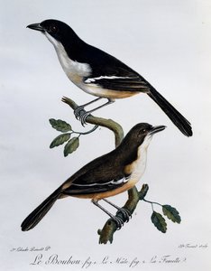 Southern Boubou (Laniarius ferrugineus) hím és nőstény, metszet a Histoire Naturelle des Oiseaux d