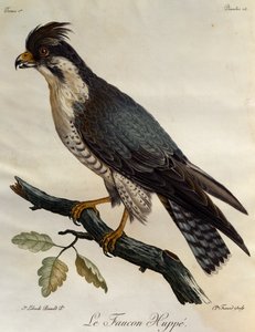 Vándorsólyom (Falco peregrinus), metszet az afrikai madarak természetrajzából alkotó: Francois Le Vaillant