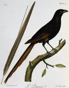 Piapiac (Ptilostomus afer), metszet a Histoire Naturelle des Oiseaux d
