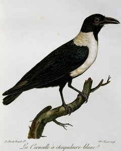 Varjú (Corvus albus), metszet az afrikai madarak természetrajzából