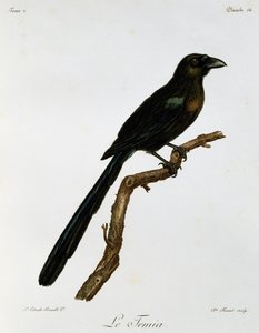 Racket-tailed Treepie (Crypsirina temia), metszet az afrikai madarak természetrajzából alkotó: Francois Le Vaillant