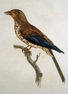Vörös sapkás pacsirta (Calandrella cinerea), metszet a Histoire Naturelle des Oiseaux d