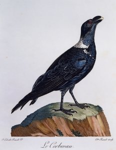 Fehérnyakú holló (Corvus albicollis), metszet az afrikai madarak természetrajzából
