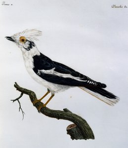 Fehér sisakkóró (Prionops plumatus), metszet az afrikai madarak természetrajzából