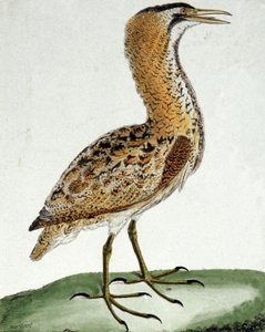 Bölömbika alkotó: Francois Nicolas Martinet