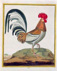 Cockerel, Georges de Buffon (1707-88) „Histoire Naturelle des Oiseaux” című művéből, 1777-ben alkotó: Francois Nicolas Martinet