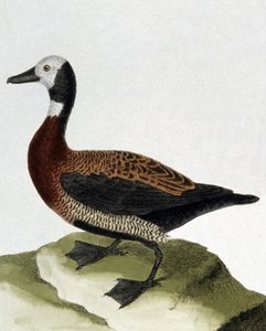 Maragnani kacsa alkotó: Francois Nicolas Martinet