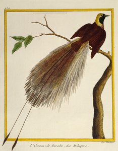 Paradicsommadár (Paradisaea apoda), a madarak természetrajzából alkotó: Francois Nicolas Martinet