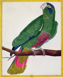 Papagáj, Georges de Buffon (1707-88) „Histoire Naturelle des Oiseaux” című művéből, 1777-ben megjelent