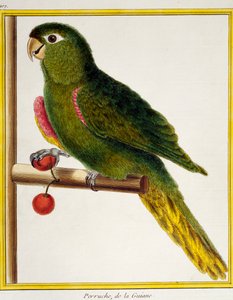 Vörös vállú ara (Diopsittaca nobilis), a madarak természetrajzából alkotó: Francois Nicolas Martinet