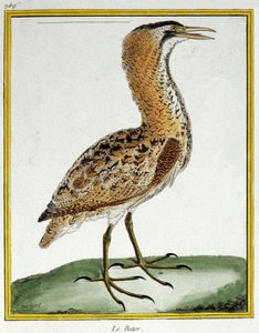 Tudomány. állattan. Bölömbika. Metszet: Francois Nicolas Martinet in: Natural History of Birds, Georges Louis Leclerc de Buffon, Franciaország, 1777 körül (színes metszet) alkotó: Francois Nicolas Martinet