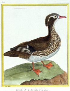 Tudomány. állattan. kínai kékeszöld. Metszet: Francois Nicolas Martinet in: Natural History of Birds, Georges Louis Leclerc de Buffon, Franciaország, 1777 körül (színes metszet)