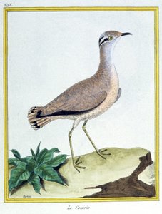 Tudomány. állattan. Krém színű Courser. Metszet: Francois Nicolas Martinet in: Natural History of Birds, Georges Louis Leclerc de Buffon, Franciaország, 1777 körül (színes metszet)