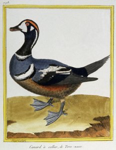 Tudomány. állattan. Kacsa Új-Fundlandból. Metszet: Francois Nicolas Martinet in: Natural History of Birds, Georges Louis Leclerc de Buffon, Franciaország, 1777 körül (színes metszet)