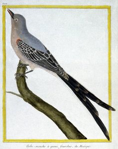 Tudomány. állattan. Mexikó légykapója. Metszet: Francois Nicolas Martinet in: Natural History of Birds, Georges Louis Leclerc de Buffon, Franciaország, 1777 körül (színes metszet) alkotó: Francois Nicolas Martinet