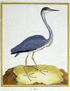 Tudomány. állattan. Gém. Metszet: Francois Nicolas Martinet in: Natural History of Birds, Georges Louis Leclerc de Buffon, Franciaország, 1777 körül (színes metszet)