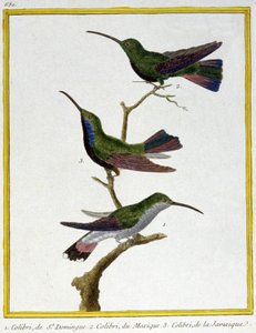 Tudomány. állattan. Santo Domingo, Mexikó és Jamaica kolibri. Metszet: Francois Nicolas Martinet in: Natural History of Birds, Georges Louis Leclerc de Buffon, Franciaország, 1777 körül (színes metszet) alkotó: Francois Nicolas Martinet