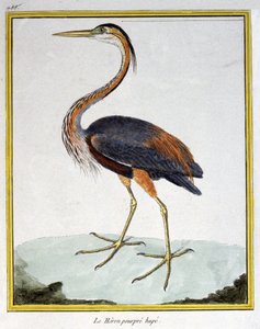 Tudomány. állattan. Lila gém. Metszet: Francois Nicolas Martinet in: Natural History of Birds, Georges Louis Leclerc de Buffon, Franciaország, 1777 körül (színes metszet)