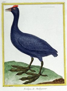 Tudomány. állattan. Piros gombócú duma (madagaszkári). Metszet: Francois Nicolas Martinet in: Natural History of Birds, Georges Louis Leclerc de Buffon, Franciaország, 1777 körül (színes metszet) alkotó: Francois Nicolas Martinet