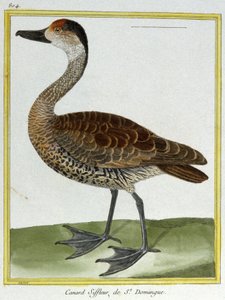 Tudomány. állattan. Santo Domingo Wigeon. Metszet: Francois Nicolas Martinet in: Natural History of Birds, Georges Louis Leclerc de Buffon, Franciaország, 1777 körül (színes metszet) alkotó: Francois Nicolas Martinet
