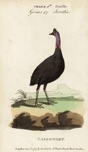 Déli kazuár, Casuarius casuarius alkotó: Francois Nicolas Martinet