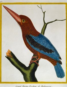 Fehértorkú jégmadár (Halcyon smyrnensis), a madarak természetrajzából alkotó: Francois Nicolas Martinet