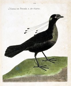 Állattani tábla (ornitológia): a paradicsommadárnak hat hálója van (wahnes paradise vagy wahnesi patoria). Illusztráció: Francois Nicolas Martinet (1731-1800) „A madarak története, megjelenésük és érzékeny aspektusuk szerint”. Magángyűjtemény. alkotó: Francois Nicolas Martinet