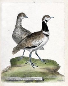 Állattani tábla (ornitológia): elöl: kistúzok vagy kis hím vessző és hátul: nőstény kisvessző (canepetiere túzok vagy tetrax tetrax). Illusztráció: Francois Nicolas Mar „A madarak története, megjelenésük és érzékeny aspektusuk szerint” alkotó: Francois Nicolas Martinet