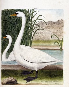 Állattani tábla (ornitológia): elöl a hattyú, mögötte a nőstény (gumós hattyú vagy cygnus olor). Illusztráció: Francois Nicolas Martinet (1731-1800) „A madarak története, megjelenésük és érzékeny aspektusuk szerint”. Magángyűjtemény. alkotó: Francois Nicolas Martinet