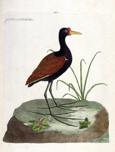 Állattani tábla (ornitológia): jacana vagy sebész (jacana noir vagy jacana jacaa). Illusztráció: Francois Nicolas Martinet (1731-1800) „A madarak története, megjelenésük és érzékeny aspektusuk szerint”. Magángyűjtemény. alkotó: Francois Nicolas Martinet