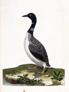 Állattani tábla (ornitológia): a nagypontos merülés (imstrand diving vagy gavia immer). Illusztráció: Francois Nicolas Martinet (1731-1800) „A madarak története, megjelenésük és érzékeny aspektusuk szerint”. Magángyűjtemény. alkotó: Francois Nicolas Martinet