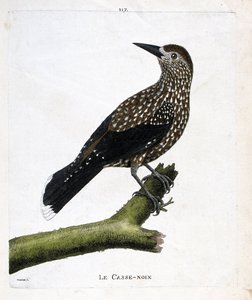 Állattani tábla (ornitológia): a diótörő (légydió vagy nucifraga caryocatacts) egy ágon. Illusztráció: Francois Nicolas Martinet (1731-1800) „A madarak története, megjelenésük és érzékeny aspektusuk szerint”. Magángyűjtemény. alkotó: Francois Nicolas Martinet