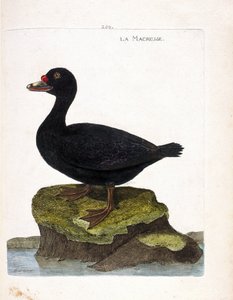 Állattani tábla (ornitológia): a sárkány (fekete scoter vagy melanitta nigra). Illusztráció: Francois Nicolas Martinet (1731-1800) „A madarak története, megjelenésük és érzékeny aspektusuk szerint”. Magángyűjtemény. alkotó: Francois Nicolas Martinet