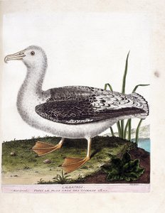 Állattani térkép (ornitológia): Albatros (ordító albatros vagy diomedea exulans). Illusztráció: Francois Nicolas Martinet (1731-1800) „A madarak története, megjelenésük és érzékeny aspektusuk szerint”. Magángyűjtemény. alkotó: Francois Nicolas Martinet