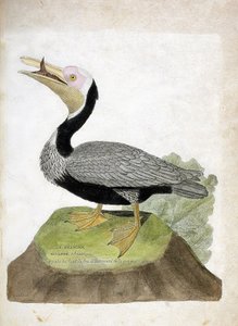 Állattani térkép (ornitológia): Amerikai bigarre pelikán (Pelican brown vagy pelecanus occidentalis). Illusztráció: Francois Nicolas Martinet (1731-1800) „A madarak története, megjelenésük és érzékeny aspektusuk szerint”. Magángyűjtemény. alkotó: Francois Nicolas Martinet