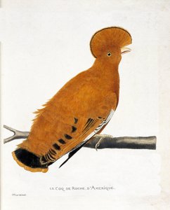 Állattani térkép (ornitológia): amerikai sziklakakas (narancskakas vagy rupicola rupicola) egy ágon alkotó: Francois Nicolas Martinet