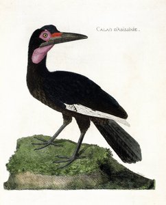 Állattani térkép (ornitológia): Calao d