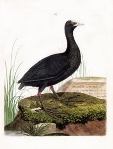 Állattani térkép (ornitológia): Szárcsa vagy Moselle (Macroule cot vagy fulica atra). Illusztráció: Francois Nicolas Martinet (1731-1800) „A madarak története, megjelenésük és érzékeny aspektusuk szerint”. Magángyűjtemény. alkotó: Francois Nicolas Martinet