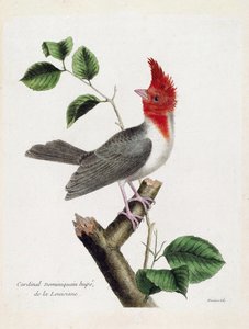 Állattani térkép (ornitológia): Hupe domonkos bíboros (parare huppe vagy paroaria coronata) egy ágon. Illusztráció: Francois Nicolas Martinet (1731-1800) „A madarak története, megjelenésük és érzékeny aspektusuk szerint”. Magángyűjtemények