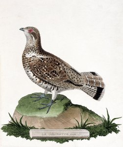 Állattani térkép (ornitológia): Női zselínóta (fa gelinotte vagy bonasia bonasia). Illusztráció: Francois Nicolas Martinet (1731-1800) „A madarak története, megjelenésük és érzékeny aspektusuk szerint”. Magángyűjtemény. alkotó: Francois Nicolas Martinet