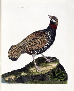 Állattani térkép (ornitológia): Francolin (francolin noir vagy francolinus francolinus). Illusztráció: Francois Nicolas Martinet (1731-1800) „A madarak története, megjelenésük és érzékeny aspektusuk szerint”. Magángyűjtemény. alkotó: Francois Nicolas Martinet