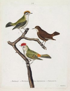 Állattani térkép (ornitológia). Felülről lefelé: roitelet (hármas kötszer vagy regulus ignicapilla), troglodyte (aranyos troglodyte vagy troglodyte) és hottentották roiteletje (rubin korona) egy ágon. Illusztráció a „The History of the Birds, Painted in Th alkotó: Francois Nicolas Martinet
