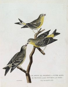 Állattani térkép (ornitológia): Felülről lefelé: serin du Roussillon (serin Cini vagy serinus serinus) egy ágon, serin de provence (venturon montagnard vagy serinus citrinella) és egyéb serin de provence. Illusztráció: „A madarak története, P alkotó: Francois Nicolas Martinet
