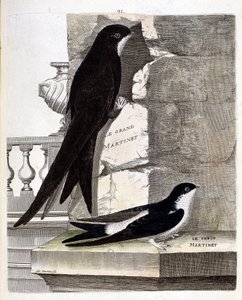 Állattani térkép (ornitológia): Nagy fürtös (Black Swift vagy apus apus) és Kissárga (Ablakfecske vagy Urbica Delichon). Illusztráció: Francois Nicolas Martinet (1731-1800) „A madarak története, megjelenésük és érzékeny aspektusuk szerint” alkotó: Francois Nicolas Martinet
