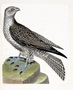 Állattani térkép (ornitológia): Izlandi gerfault (gerfaut falcon vagy falco rusticolus). Illusztráció: Francois Nicolas Martinet (1731-1800) „A madarak története, megjelenésük és érzékeny aspektusuk szerint”. Magángyűjtemény. alkotó: Francois Nicolas Martinet