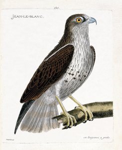 Állattani térkép (ornitológia): Jean-le-Blanc vagy Jean le Blanc (circaete Jean Le Blanc vagy circaetus gallicus) egy ágon. Illusztráció: Francois Nicolas Martinet (1731-1800) „A madarak története, megjelenésük és érzékeny aspektusuk szerint” alkotó: Francois Nicolas Martinet